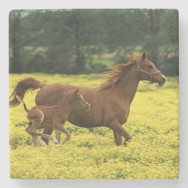 Arabian foal and mare running through stone coaster (Front)
