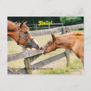Arabian Foal Hello Postcard