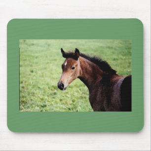 Arabian foal mouse pad
