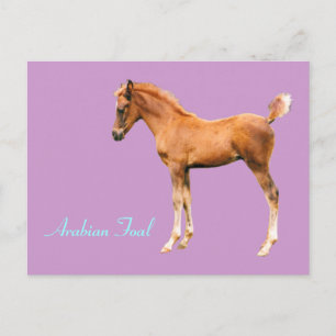 Arabian Foal Postcard
