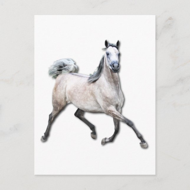 Arabian Horse - Alia Postcard (Front)