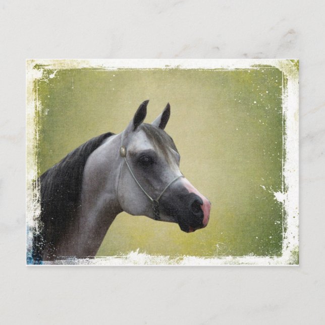 Arabian Horse Grunge Postcard (Front)