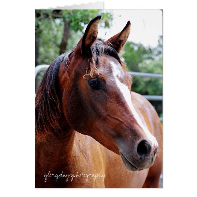 arabian horse head shot, glorydaysphotography (Front)