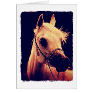 Arabian Horse in a Show Halter