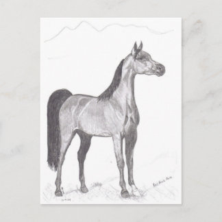 Arabian Horse in Pencil Postcard