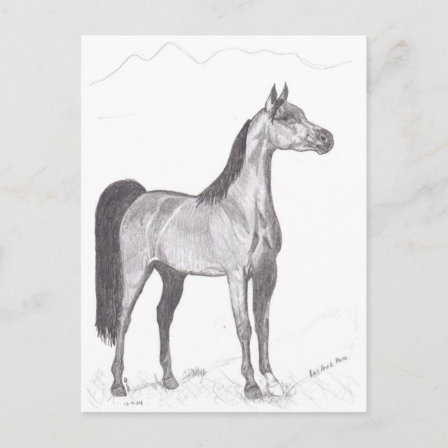 Arabian Horse in Pencil Postcard (Front)
