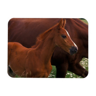 Arabian Horse Near Mother Magnet