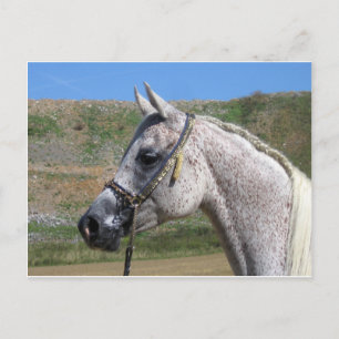 Arabian Horse Postcard