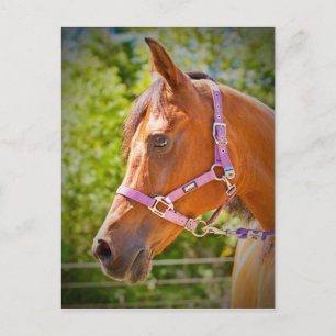 Arabian Horse Postcard