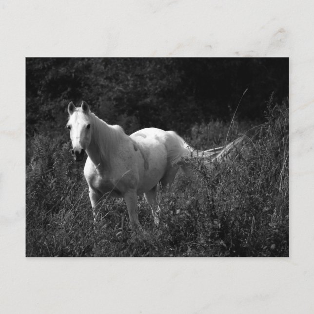 Arabian Horse Postcard (Front)