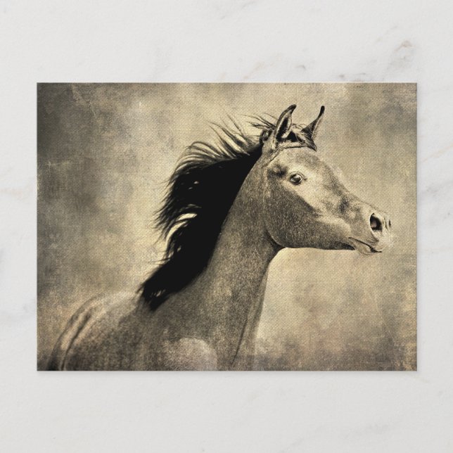 Arabian Horse Postcard (Front)