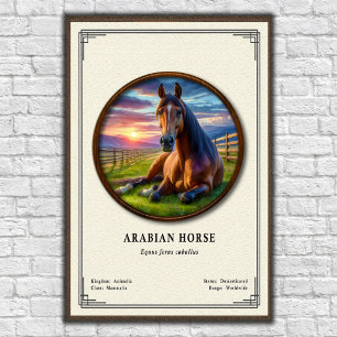 Arabian Horse Zoology Series Poster