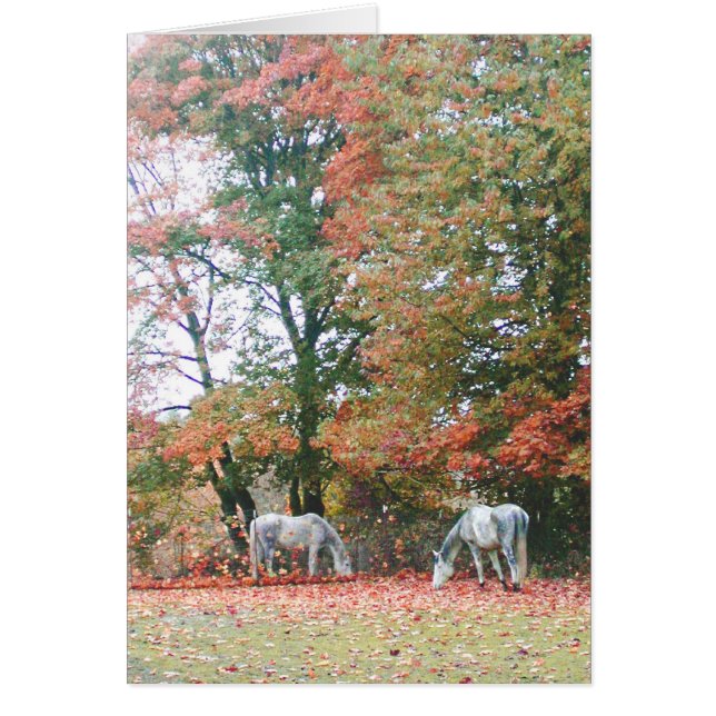 Arabian Horses Chas & Chiaro (Front)