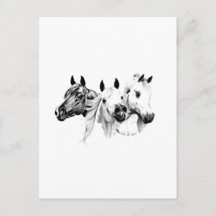 Arabian Horses Postcard
