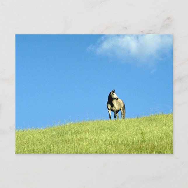 Arabian mare, Victoria, Australia Postcard (Front)
