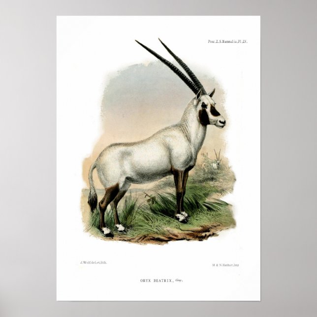 Arabian Oryx Poster (Front)