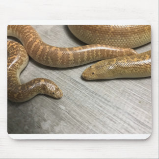 Arabian sand boa mouse pad