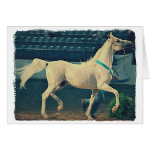 Arabian Show Horse