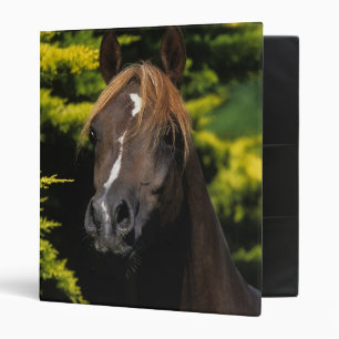 Arabian Stallion Binder