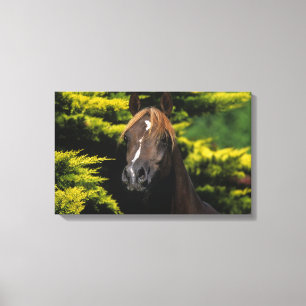 Arabian Stallion Canvas Print