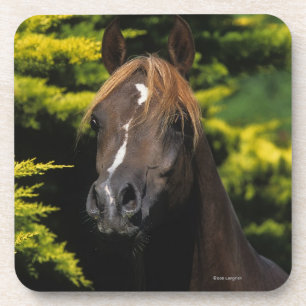 Arabian Stallion Coaster