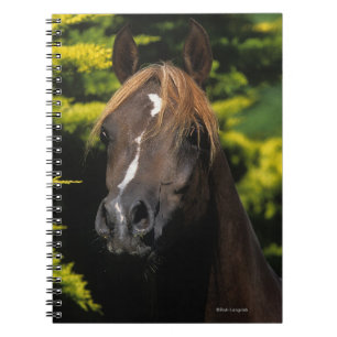 Arabian Stallion Notebook