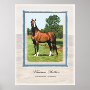 Arabian Stallion Poster