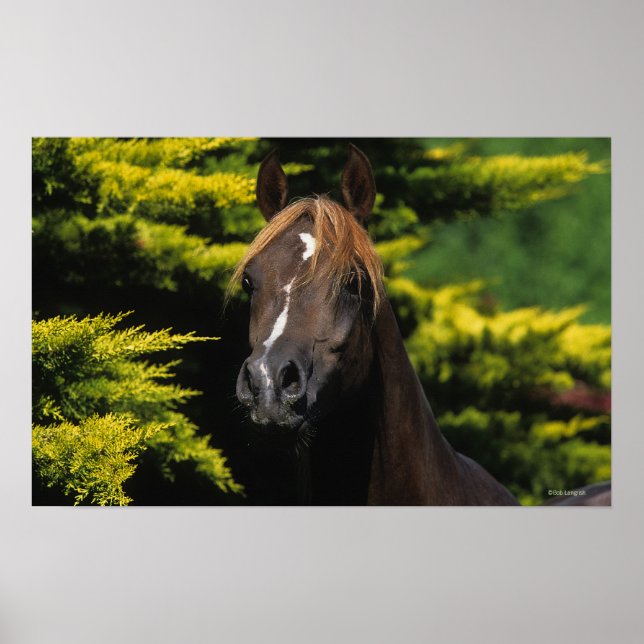 Arabian Stallion Poster (Front)