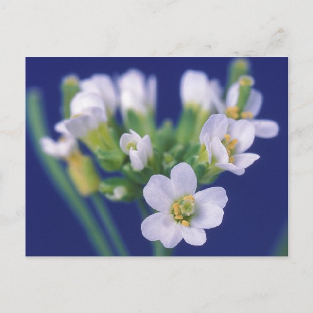 Arabidopsis Thaliana Flower Postcard (Front)