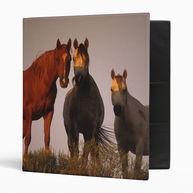 Arabs at Sunset Binder (Front/Inside)