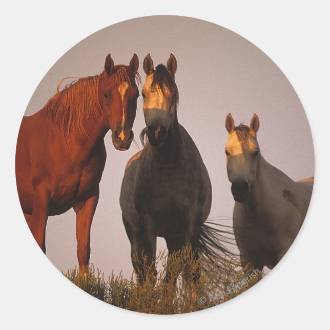 Arabs at Sunset Classic Round Sticker (Front)