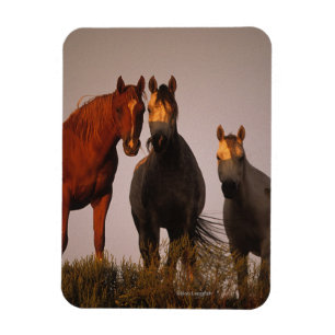 Arabs at Sunset Magnet