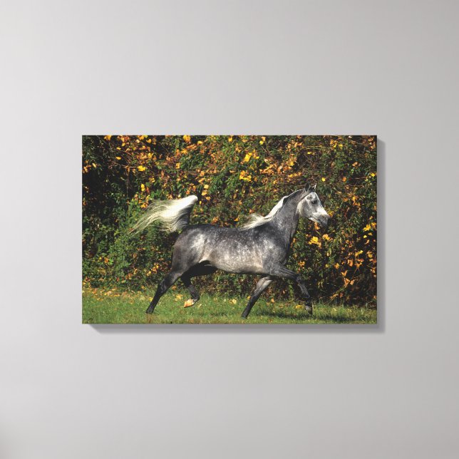 Arabs Running: Autumn Canvas Print (Front)