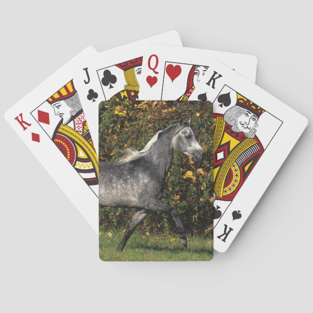 Arabs Running: Autumn Playing Cards (Back)