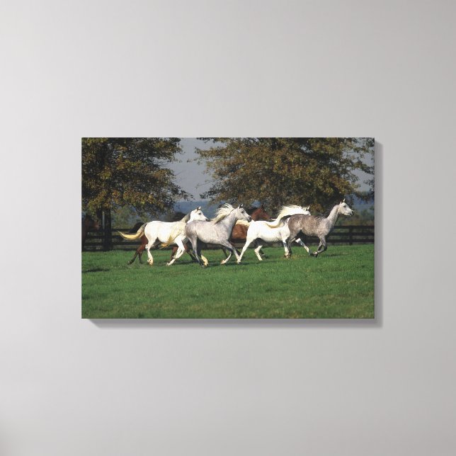 Arabs Running in Field Canvas Print (Front)