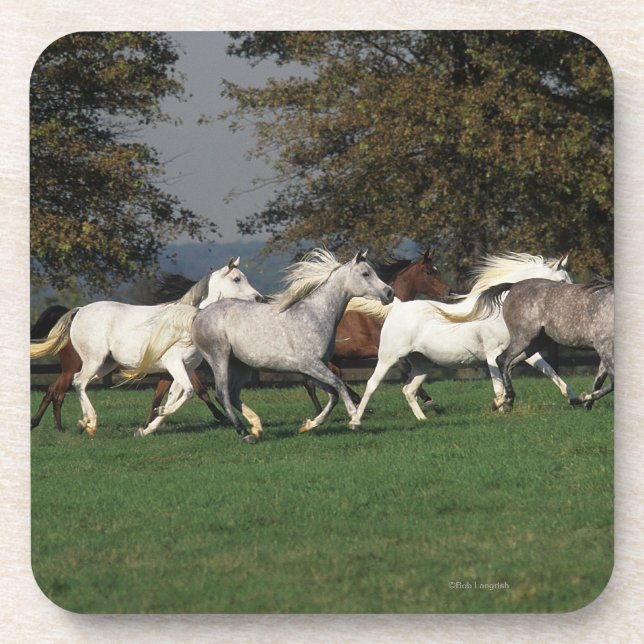 Arabs Running in Field Coaster (Front)