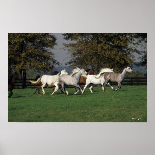 Arabs Running in Field Poster
