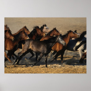 Arabs Running in the Desert Poster