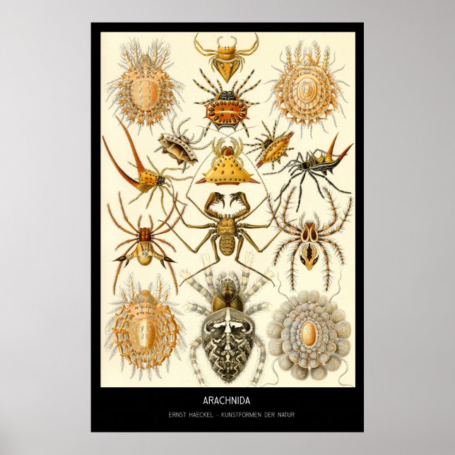 Arachnida – Plate 58 - Kunstformen der Natur Poster (Front)