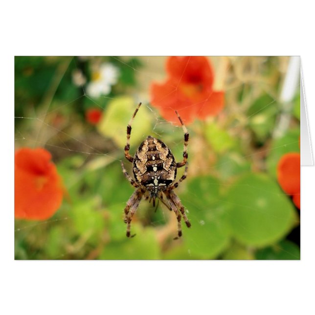 Araignée (Devant horizontal)