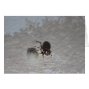 Araignée #2 d'Itsy Bitsy