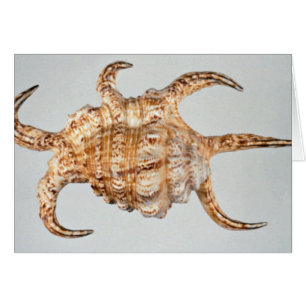 Araignée arthritique, conque