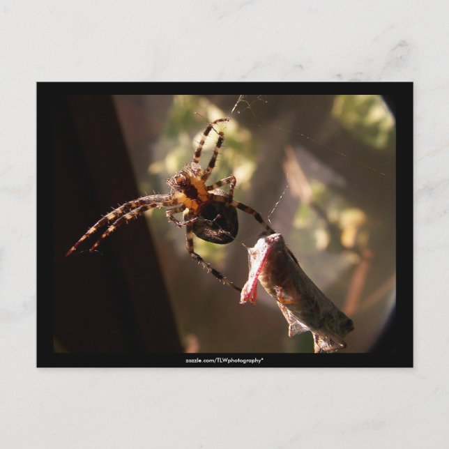 Araignée avec sauterelle - Carte postale (Devant)