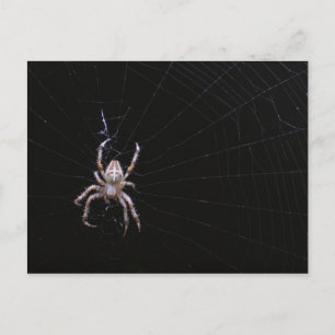 Araignée croisée ~ carte postale