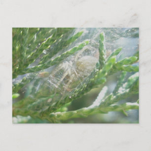 Araignée dans la carte postale Retraite
