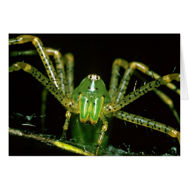 Araignée de Lynx (Devant horizontal)