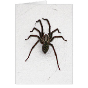 Araignée déplaisante