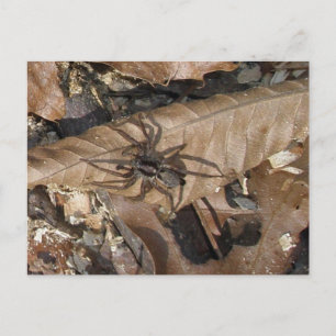 Araignée-loup (Gladicosa gulosa) Carte postale