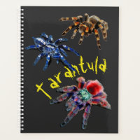 Araignée Tarantula, araignée bleue, araignée rouge