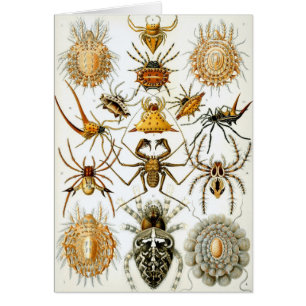Araignées ou arachnides vintages par Ernst Haeckel